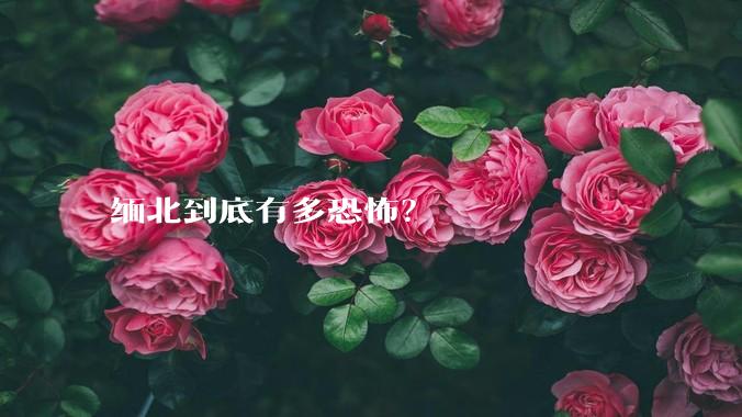 缅北到底有多恐怖？